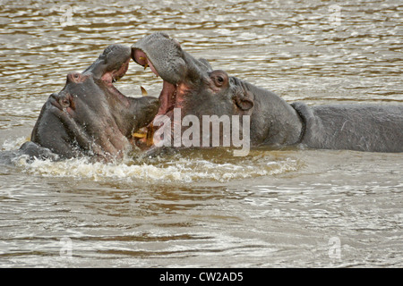 Hippos play-fighting in Mara River, Masai Mara, Kenya Stock Photo