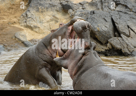 Hippos play-fighting in Mara River, Masai Mara, Kenya Stock Photo