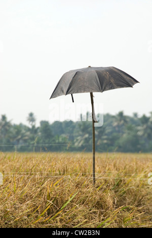 Umbrella tied on to a pole (makeshift scarecrow) in a paddy field to wade off birds and ravens - Kuttanadu, Alappuzha, Kerala Stock Photo