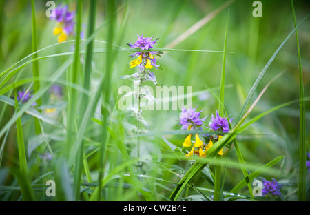 Bright yellow and blue flowers Melampyrum nemorosum known as 'Night and Day' in the European forest Stock Photo