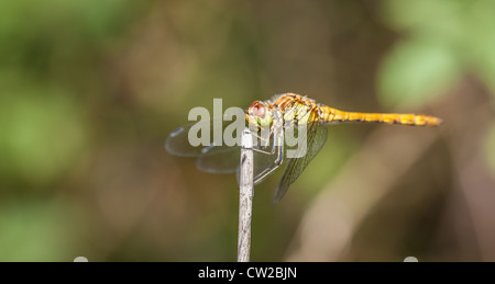 Female Common Darter Dragon fly in wild at rest