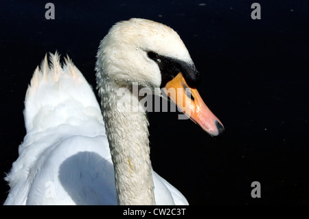 SWAN HEAD Stock Photo