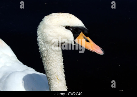 SWAN HEAD Stock Photo