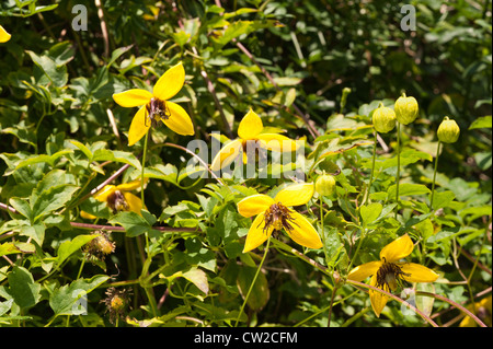 Attractive clematis climber bright golden yellow with long anthers stamen and petals against green foliage Stock Photo