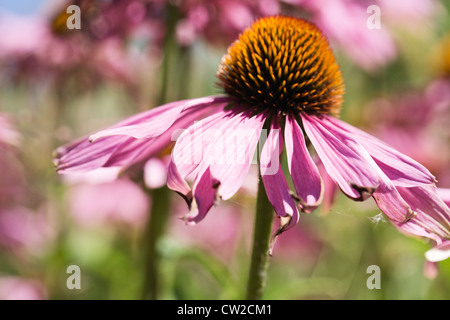 Blooming Echinacea Coneflower in garden Stock Photo