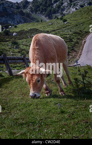 cow grazing in the countryside of the Lakes of Covadonga, Principality of Asturias, Spain, Europe Stock Photo
