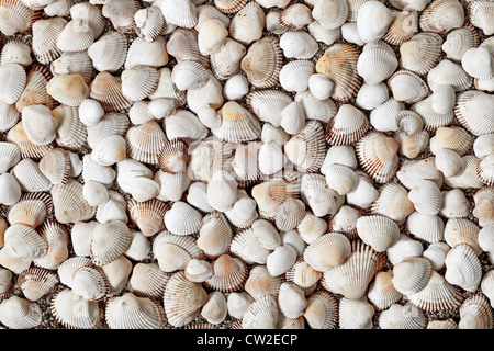 Natural seashells background. A lot of shells on sandy beach Stock Photo