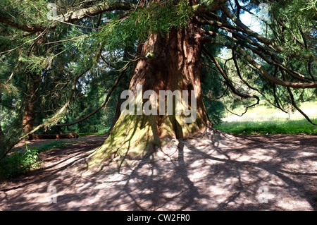 wellingtonia giant redwood tree goudhurst kent uk 2012 Stock Photo