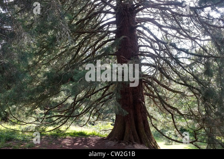 wellingtonia giant redwood tree goudhurst kent uk 2012 Stock Photo