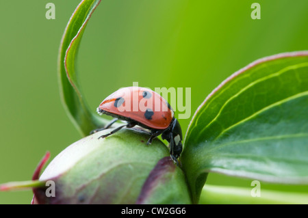 Ladybug beetle on a peony bud, macro shot Stock Photo