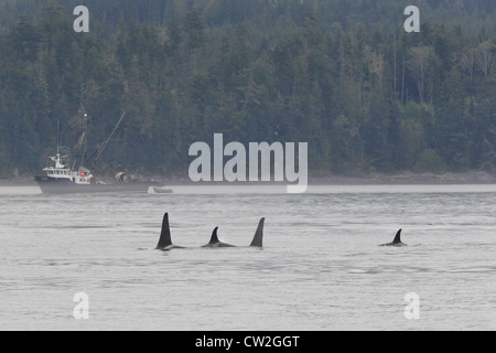 Killer Whales Orcinus orca Johnstone Strait British Columbia Canada Stock Photo