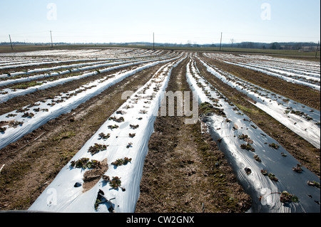 Rows of strawberry plants on plastic Stock Photo