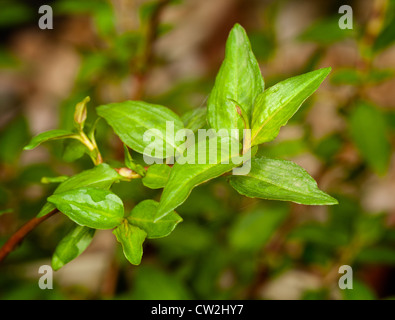 Leaves of vietnamese coriander plant herb in macro with rain drops Stock Photo