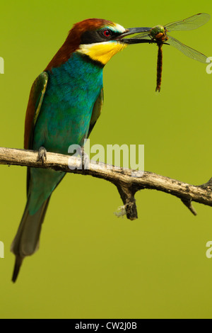 European bee-eater(Merops apiaster) with a dragonfly in its beak.Hungry Stock Photo