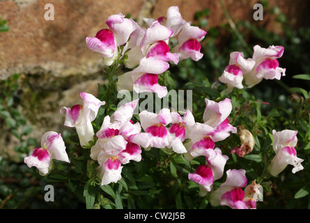 Common Snapdragon, Antirrhinum majus, Plantaginaceae. Mediterranean. Stock Photo