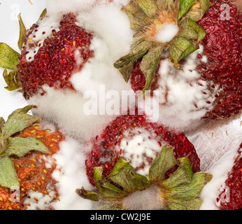 Macro photo of four mouldy strawberries covered in white fungus and decaying Stock Photo