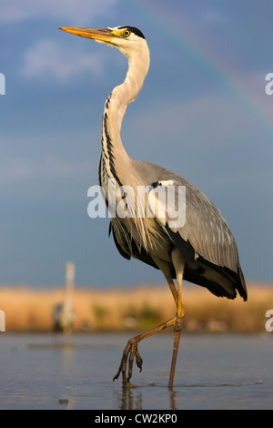 Grey Heron(Ardea cinerea)Hungry Stock Photo