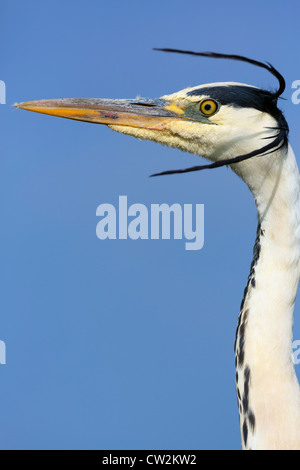 Grey Heron(Ardea cinerea)Hungry Stock Photo