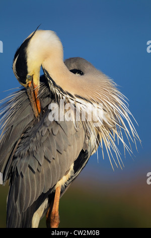 Grey Heron(Ardea cinerea) preening its feathers.Hungry Stock Photo