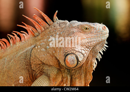 Mature male Green Iguana (Iguana iguana), orange in colour, on the Carribean coast of the Yucatan, Mexico. Large dewap (beard) a Stock Photo