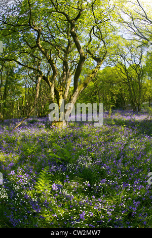 English bluebells in May, Hyacinthoides non-scripta,  and ancient sessile oak forest, Quercus petraea, Shropshire Stock Photo