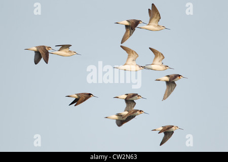 Wilson's Phalaropes (Phalaropus tricolor), flock in flight, coming in ...