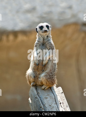 Meerkat on lookout duty Stock Photo