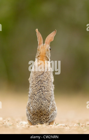 Eastern Cottontail Rabbit Sylvilagus floridanus South Texas, USA MA002380 Stock Photo