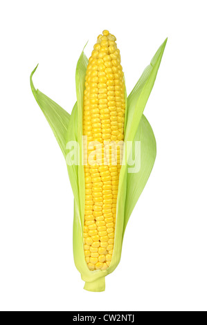Ear of Corn isolated on a white background Stock Photo