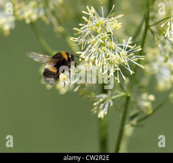 A Bumble Bee flying Stock Photo