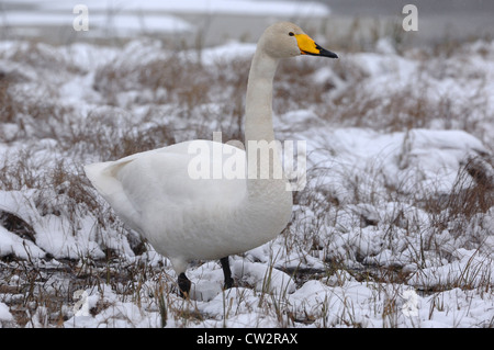whooper swan, (Cygnus cygnus) in the finnish tundra, Kuusamo, Finland Stock Photo