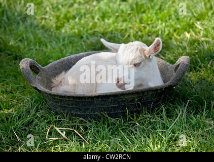 Pygmy Goat Kid sitting in Food Bowl, UK Stock Photo