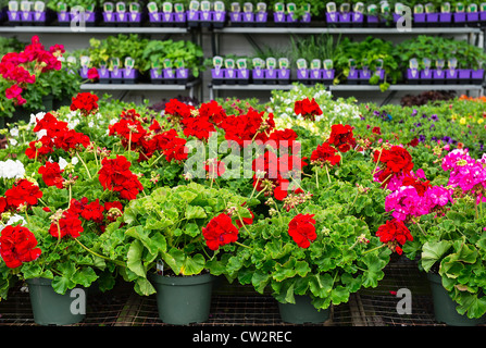 Annual flower selection at a garden center. Stock Photo