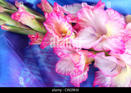 Pink gladiolus flowers against a bright blue silk scarf. Stock Photo