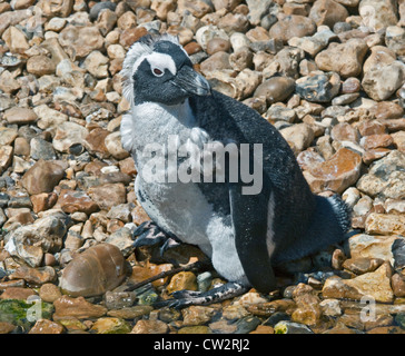 Black Footed/African Penguin (spheniscus demersus) moulting Stock Photo