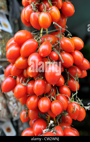 Cherry tomatoes hanging on vine Stock Photo