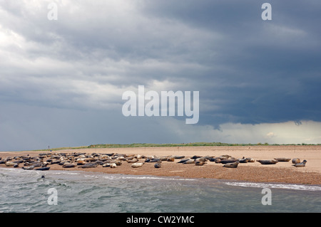 Grey Seals Blakeney point norfolk Stock Photo - Alamy