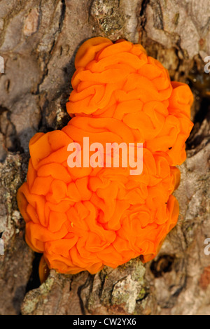 Orange jelly fungus (Dacrymyces palmatus) Fruiting body on pine tree trunk, Algonquin Provincial Park, Ontario, Canada Stock Photo