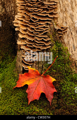 Bracket fungus and fallen maple leaf, Algonquin Provincial Park, Ontario, Canada Stock Photo