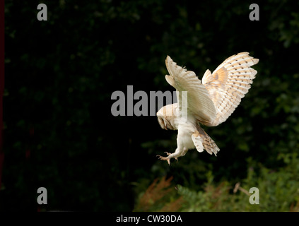Barn owl hunting Stock Photo