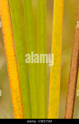 Cattail (Typha angustifolia) Autumn leaves, Greater Sudbury, Ontario, Canada Stock Photo