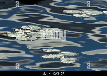 Fragrant white water lily (Nymphaea odorata) leaves in Elbow Lake, Wanup, Ontario, Canada Stock Photo