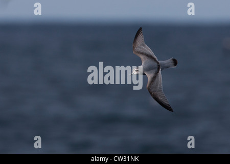 Fairy Prion (Pachyptila turtur) in flight over the Scotia Sea. Stock Photo