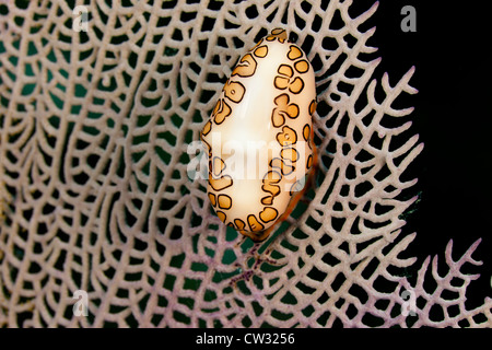 Flamingo Tongue (Cyphoma gibbosum) feeding on a Common Sea Fan (Gorgonia ventalina) off the island of Roatan, Honduras. Stock Photo