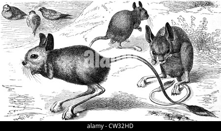 egyptian-jerboa-on-engraving-