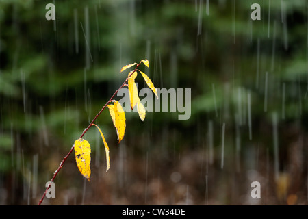 Willow leaves in snow storm, Greater Sudbury, Ontario, Canada Stock Photo