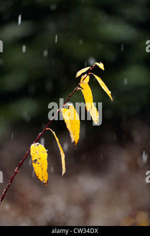 Willow leaves in snow storm, Greater Sudbury, Ontario, Canada Stock Photo