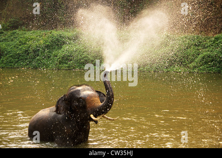 Thai elephant daily bath in Lumpang province, Thailand Stock Photo