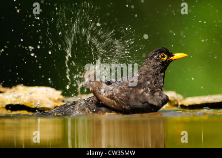 Common blackbird(Turdus merula) bathing.Hungry Stock Photo