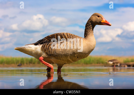 Greylag goose(Anser anser)Hungry